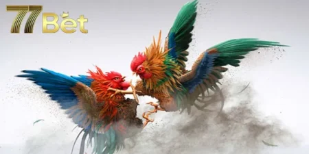 Đá Gà 77BET - Những Cuộc Chiến Hấp Dẫn Không Thể Nào Bỏ Qua