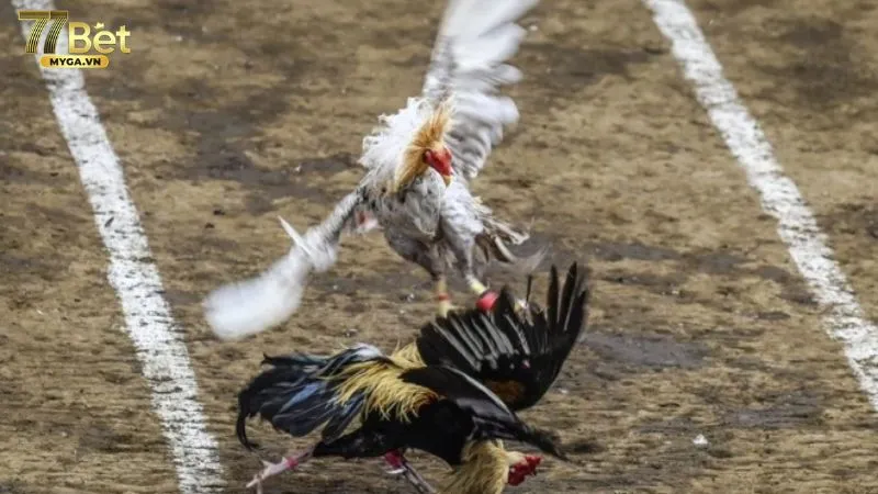 Tại sao đá gà trên mạng luôn thua địa chỉ uy tín
