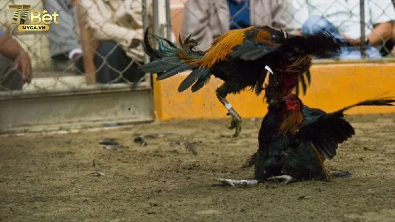 Tại sao đá gà trên mạng luôn thua không chọn gà kém